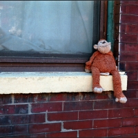 Monkey-Do_Aicardi-700GB